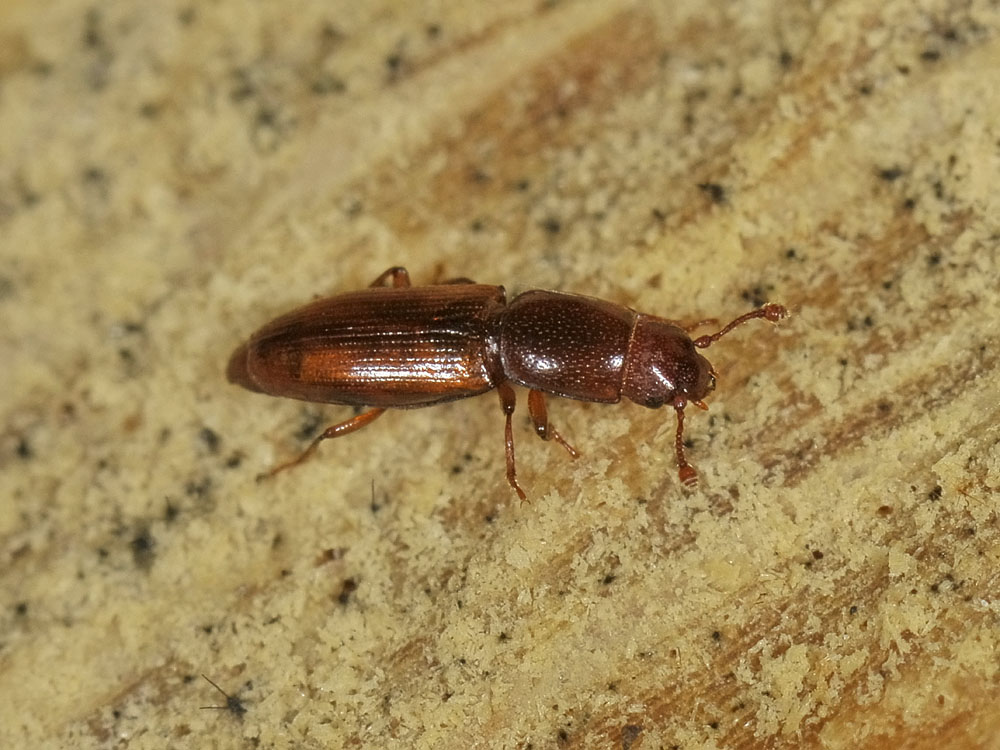 Monotomidae da identificare: Rhizophagus sp.